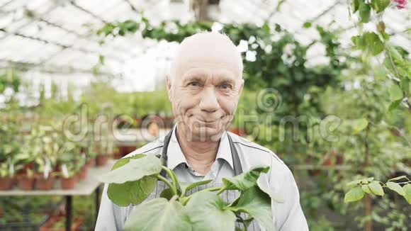 一位年长的男性园丁拿着一个盆栽在温室里的肖像视频的预览图
