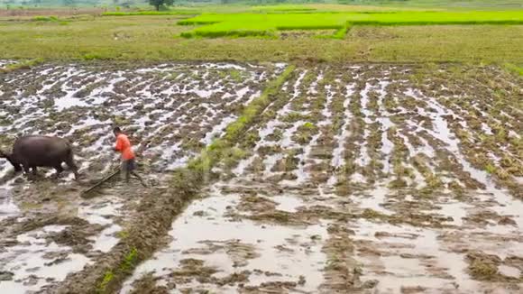 传统的用公牛耕种稻田稻田有水顶景菲律宾的农业视频的预览图