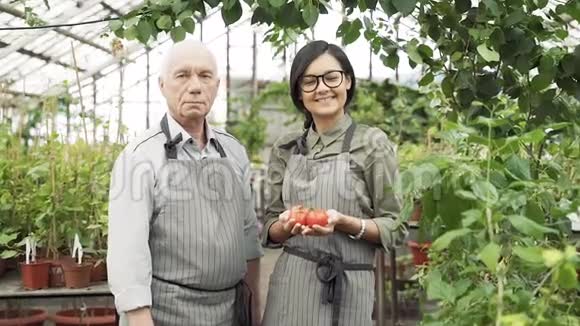 一个年长的男人和一个年轻的女人园丁在温室里手里拿着成熟的红色西红柿的肖像视频的预览图
