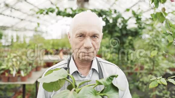 一位年长的男性园丁拿着一个盆栽在温室里的肖像视频的预览图