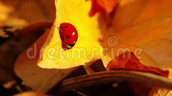 秋叶上的瓢虫视频的预览图