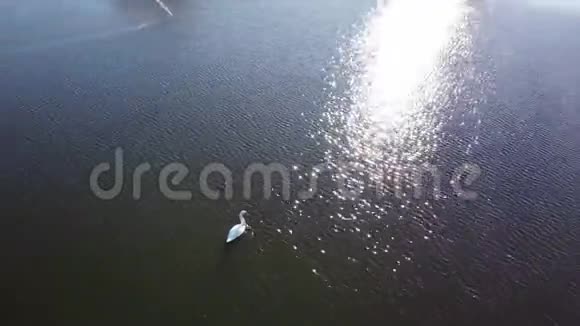 天鹅湖上的鸟瞰图视频的预览图