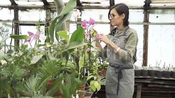 在温室里用均匀的水喷洒花草的女园丁视频的预览图