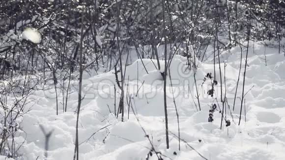 穿着黑色夹克的人在雪地上爬行就像一个在冬天森林里的士兵视频的预览图