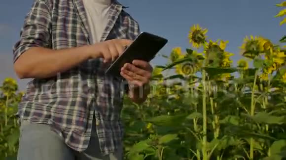 在阳光明媚的日子里年轻的农夫走在向日葵的田野上视频的预览图