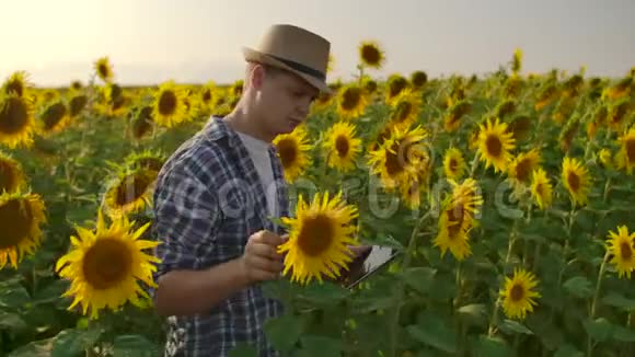 这位生物学科学家在田野上和向日葵一起工作视频的预览图