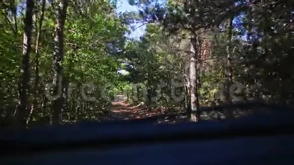 森林里的野路视频的预览图