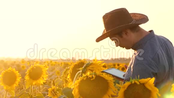 农夫花和葵花籽农艺师在开花的田野里散步农业概念视频的预览图