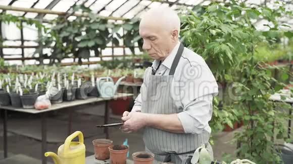 年长的男园丁在温室的花盆里种新植物视频的预览图