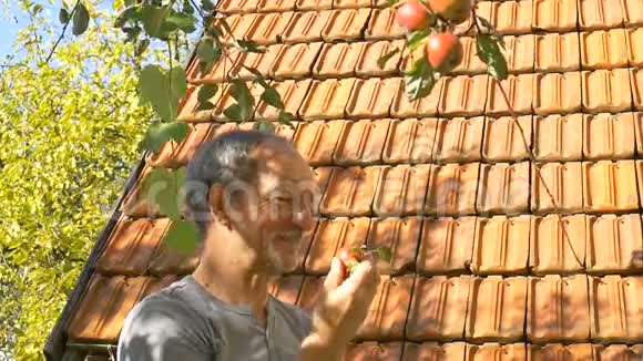 在阳光明媚的夏日里一位年长的男子把刚收获的苹果放在蒲式耳篮里视频的预览图