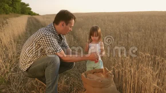 一个孩子手里的小麦父亲农夫和小儿子一起玩女儿在田里玩农业概念爸爸是视频的预览图
