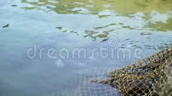 池塘里的鱼和钓鱼视频的预览图