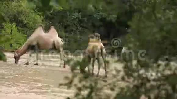 动物园里的骆驼家族视频的预览图