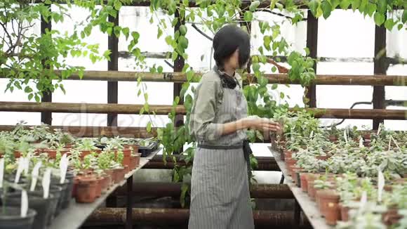 女园丁在温室里统一检查和重新摆放盆栽视频的预览图
