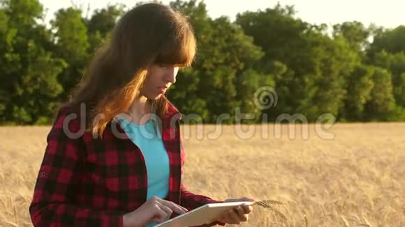 妇女农艺师用平板电脑研究田间小麦作物商业妇女计划她在麦田的收入农民视频的预览图