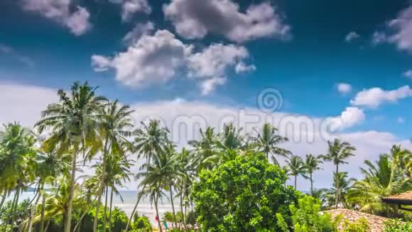 斯里兰卡阳光明媚的海滩棕榈视频的预览图