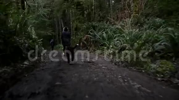 一只快乐的年轻黑白小狗跑过一条常绿的森林小路高清24FPS视频的预览图