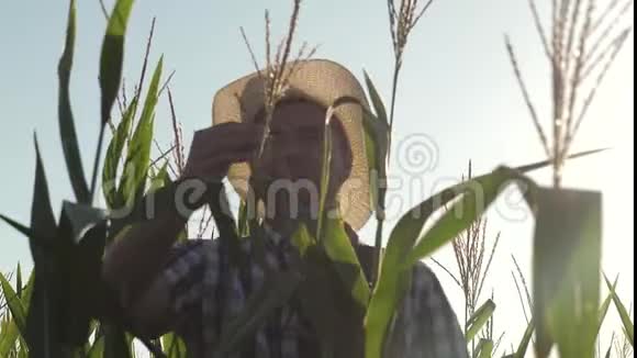 农业经营的概念农学家在田间工作检查成熟的玉米耳朵商人视频的预览图