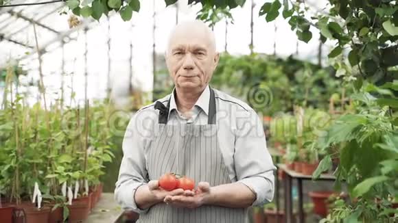 一位穿着围裙手里拿着西红柿的老人在温室里的画像视频的预览图