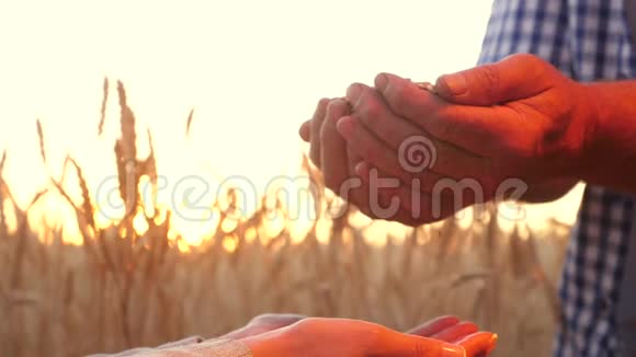商人检查粮食的质量农民农学家手里拿着一粒小麦作为一个团队工作视频的预览图