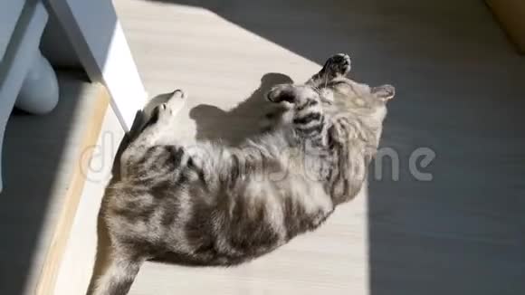 美国短毛猫躺在地上舔爪子视频的预览图