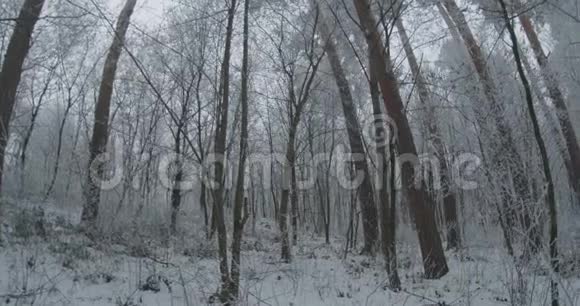 冬季森林中的冻树视频的预览图