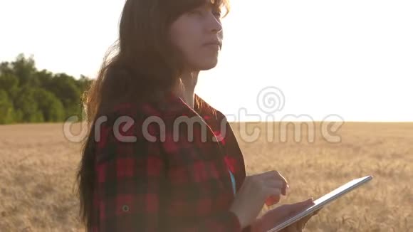 妇女农艺师用平板电脑研究田间小麦作物商业妇女计划她在麦田的收入农民视频的预览图