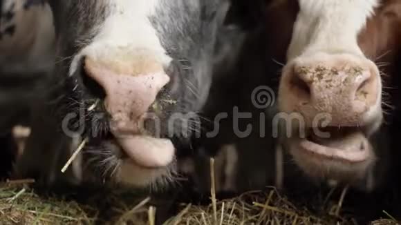 一头牛在吃干草视频的预览图