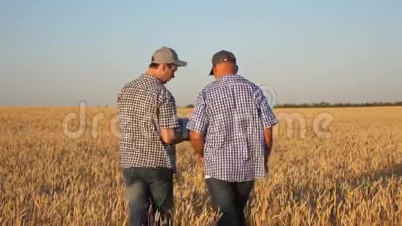农民和商人与平板电脑作为一个团队在实地工作农学家和农民手里拿着一粒小麦视频的预览图