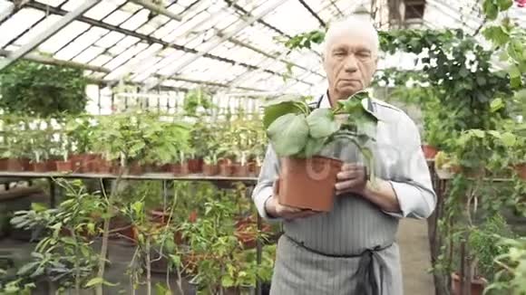 一位年长的园丁在温室里端着一盆植物视频的预览图