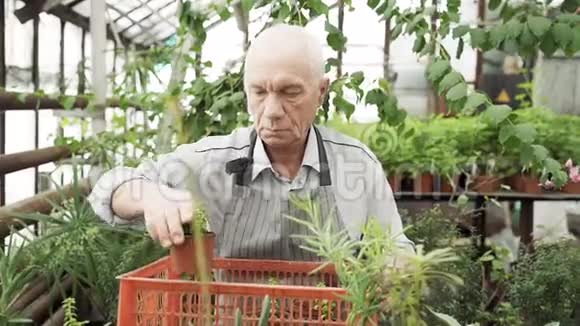 在温室里工作的老人积极退休农业和园艺的概念视频的预览图