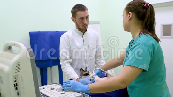 两名兽医医生正在兽医诊所进行残疾猫超声扫描视频的预览图