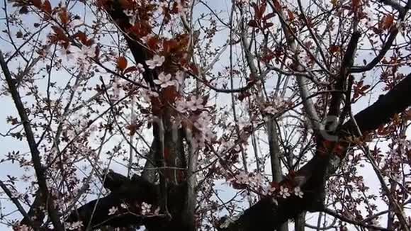 盛开的李子植物视频的预览图