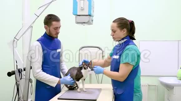 两名兽医医生正在兽医诊所检查康尼什雷克斯残疾猫品种的X光视频的预览图