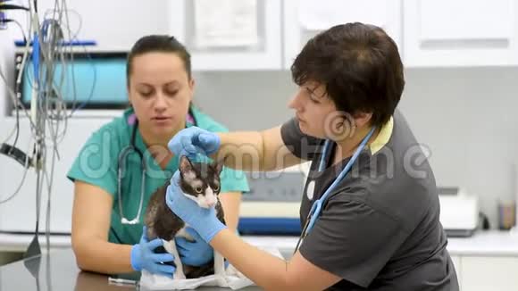 两位兽医在兽医诊所检查了科尼什雷克斯品种的猫视频的预览图