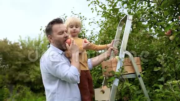 小男孩和他父亲在果园里摘苹果孩子和爸爸站在梯子上把水果放进盒子里吃苹果视频的预览图