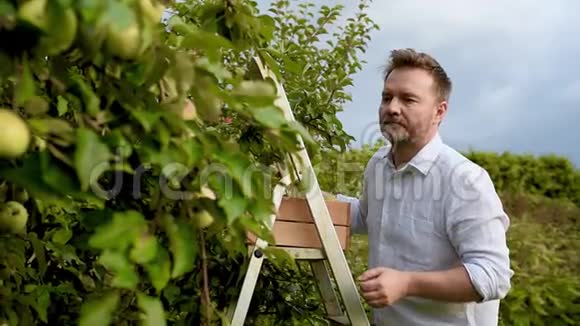 成熟的人在果园里摘苹果人们站在靠近树的梯子上伸手去拿苹果视频的预览图