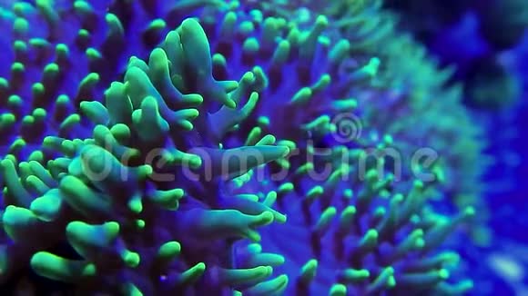 淡色绿色蘑菇珊瑚视频的预览图