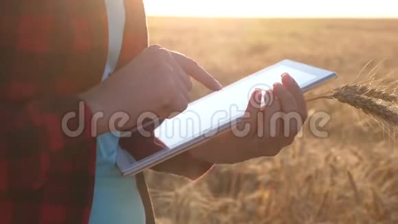 妇女农艺师用平板电脑研究田间小麦作物特写镜头商业妇女计划在小麦上的收入视频的预览图