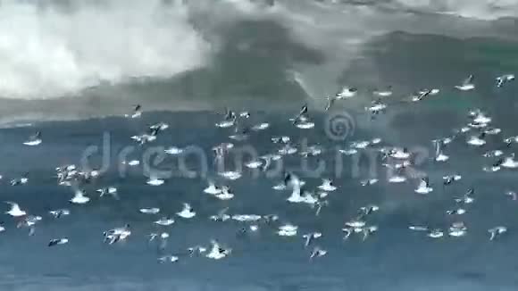 雀鸟飞越太平洋视频的预览图