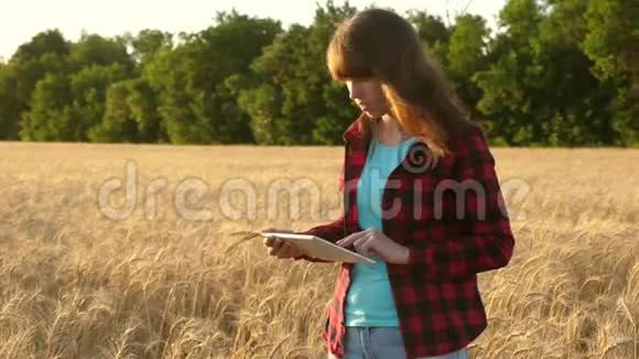 商业妇女计划她在麦田的收入农民女孩在麦田里用平板电脑工作计划一种谷物作物视频的预览图