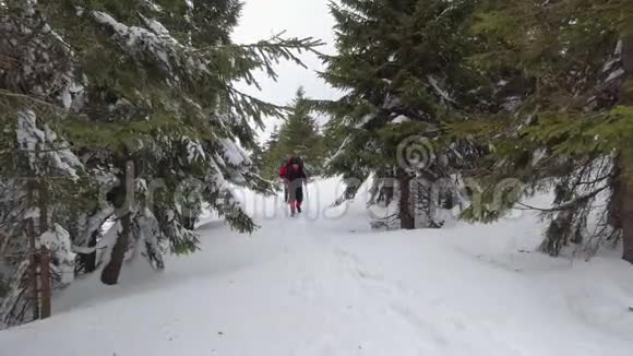 两名游客在雪杉树间徒步旅行视频的预览图
