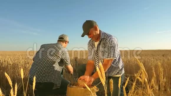 农学家和农民手里拿着一粒田里的小麦农民和商人的团队合作收获谷物视频的预览图