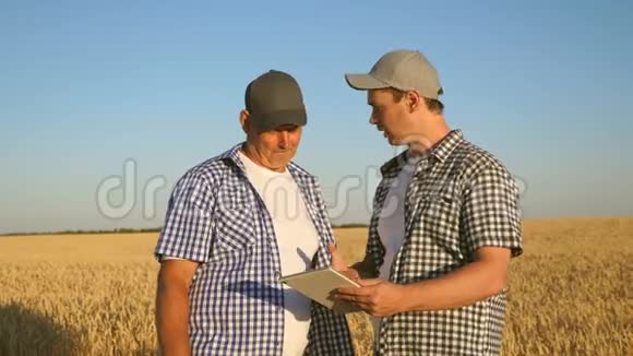 商人检查粮食质量农民和商人与平板电脑作为一个团队在实地工作农学家和视频的预览图