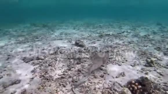 马尔代夫珊瑚礁沿岸的斑鳍豪猪视频的预览图