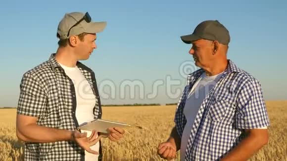 商人和农民与平板电脑作为一个团队在实地工作农学家和农民正把小麦放在他们的肚子里视频的预览图