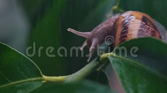 在水下的植物上蜗牛视频的预览图