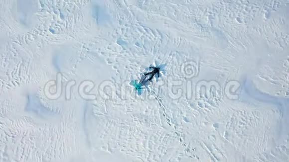 一家人在森林的空地上做一个雪天使的身影一个女孩和一个男孩躺在空中摄影视频的预览图