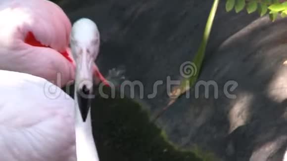 火烈鸟的头和脖子视频的预览图
