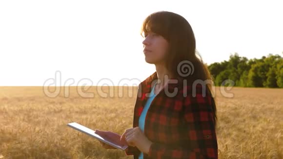 农民妇女在麦田里用平板电脑工作计划种植谷物商业妇女计划她在麦田的收入视频的预览图